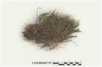 藏品(羽蘚屬)的圖片